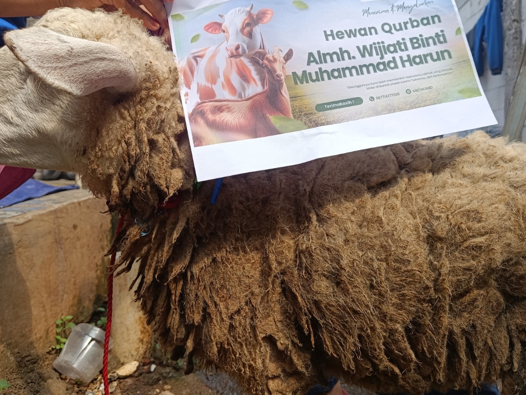 qurban murah