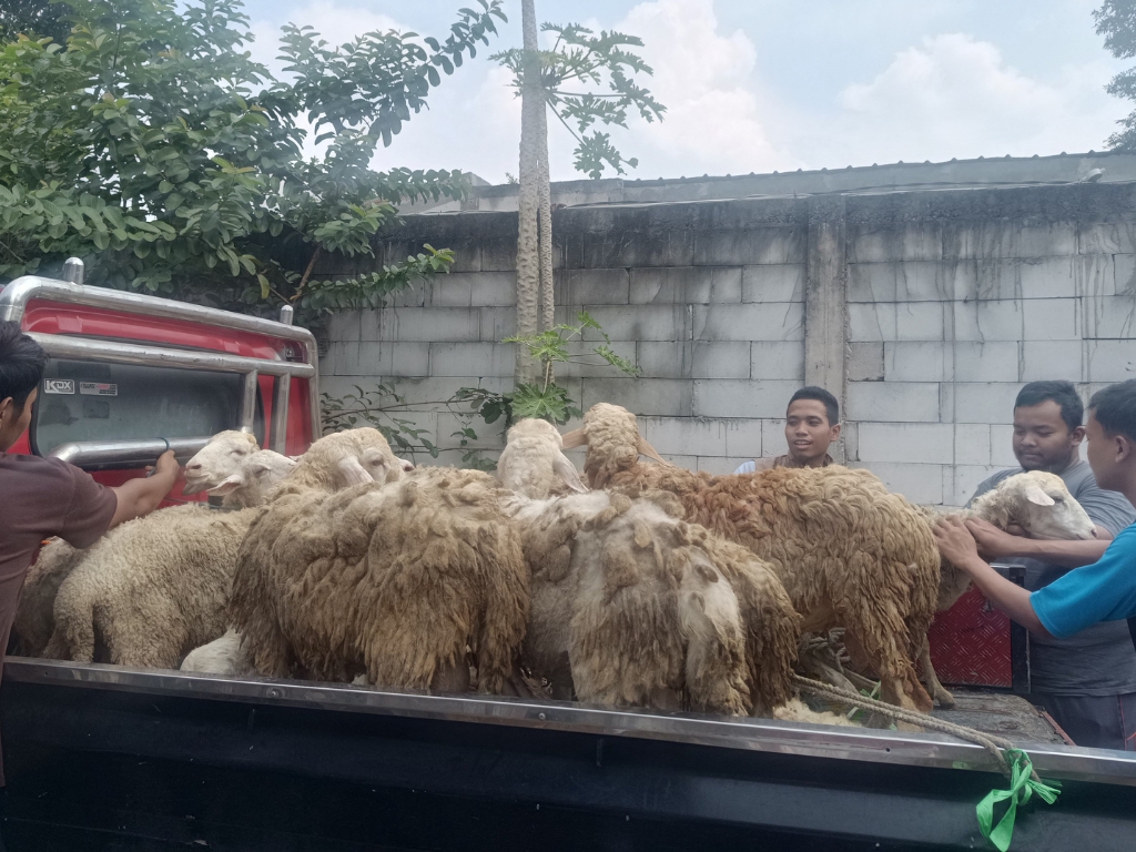 Foto Qurban/Tabungan